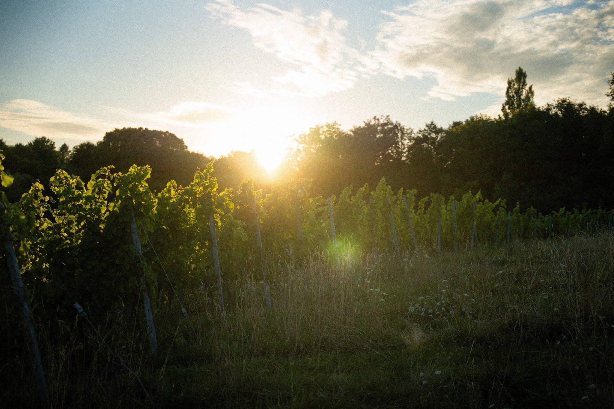 Luxemburgische Weine