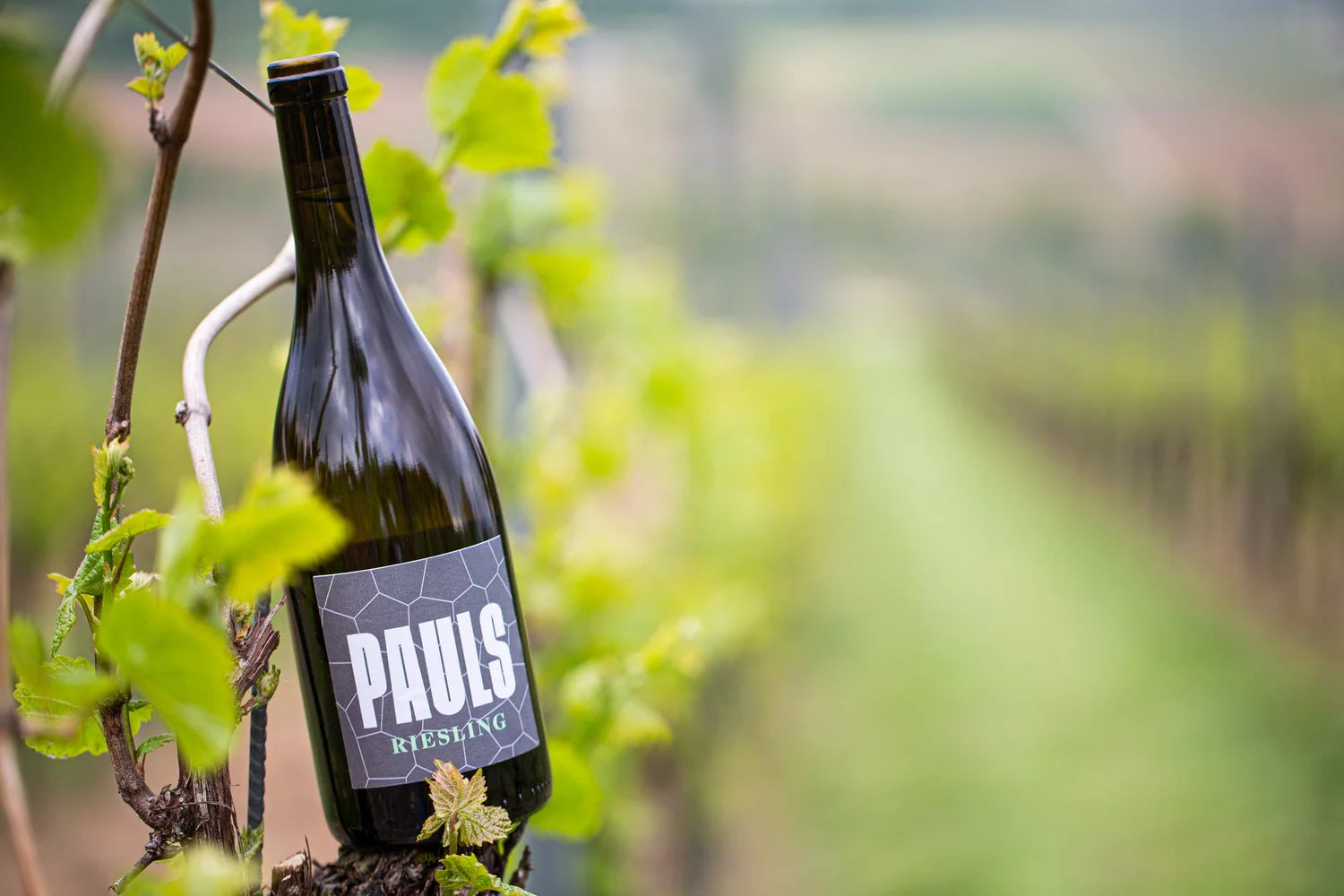 Pauls Winery